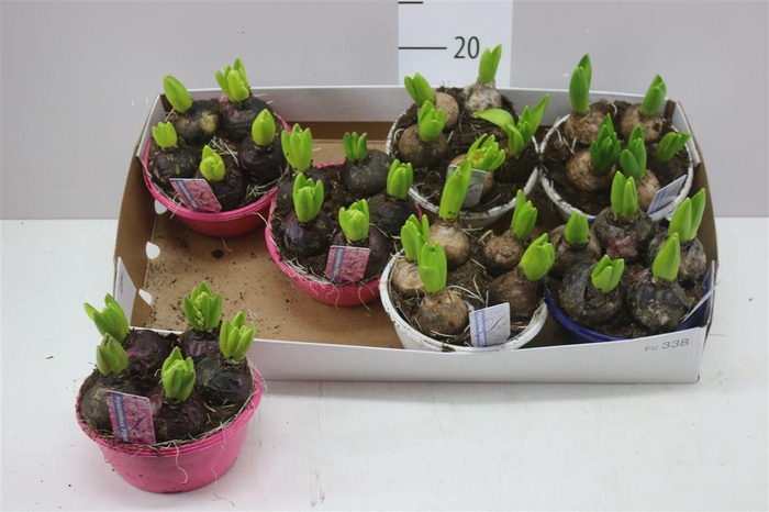 <h4>Hyacinthus Gemengd 5pp In Schaal Colour</h4>