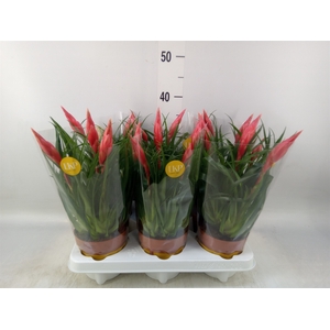 Vriesea  'Astrid'