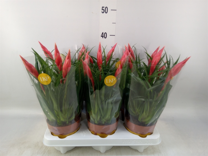 <h4>Vriesea  'Astrid'</h4>