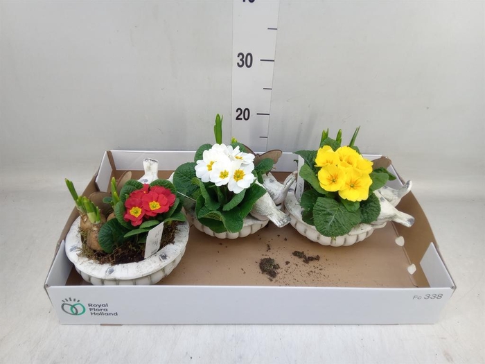 <h4>Arr. Tuinplanten L%</h4>