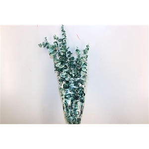 Pres Euca Baby Blue Metal Green Bunch