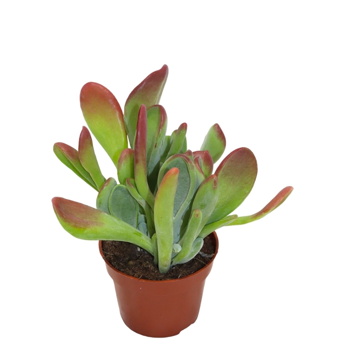 <h4>Kalanchoe Oricula (red)</h4>