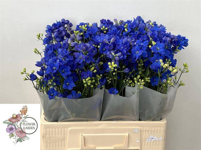 <h4>DELPH EN M GRAN BLUE</h4>