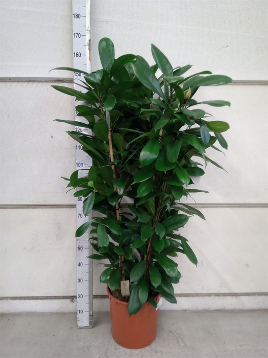 Ficus cyathistipula