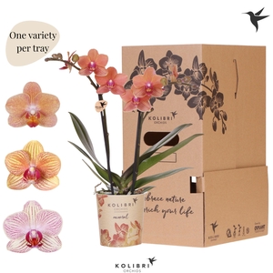 Kolibri Orchids Phalaenopsis Mineral orange 2 spike