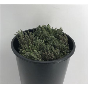 Thymus Capitatus Bs