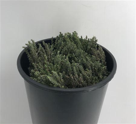 <h4>Thymus Capitatus Bs</h4>