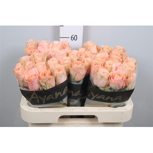 R Gr Charming Reeva B1