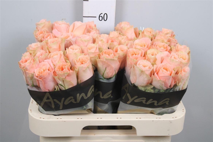 <h4>R Gr Charming Reeva B1</h4>