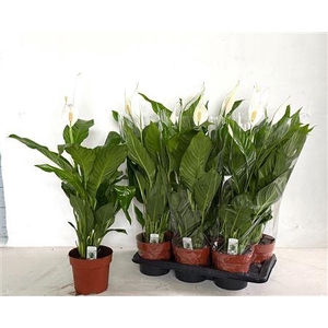 Spath Sweet Silvio 3-4