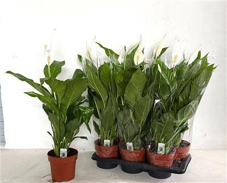 <h4>Spath Sweet Silvio 3-4</h4>