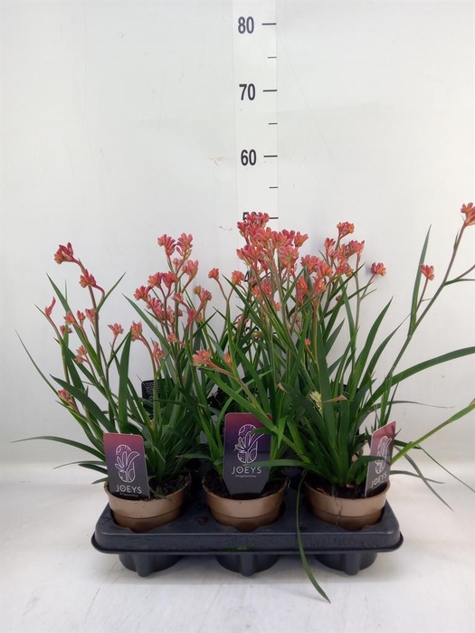 <h4>Anigozanthos   ...</h4>