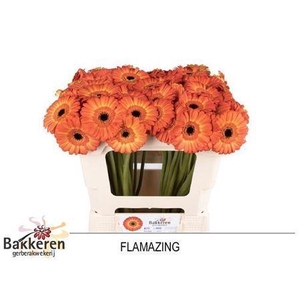 Ge Mi Flamazing 07 CM,AQUA,(NL),MPS A,(20)