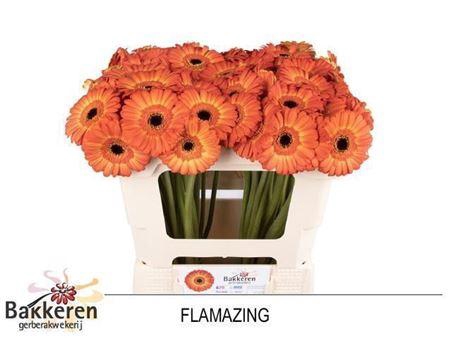 <h4>Ge Mi Flamazing 07 CM,AQUA,(NL),MPS A,(20)</h4>
