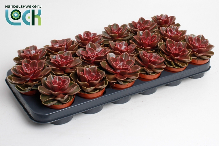 <h4>Echeveria Magic Red</h4>