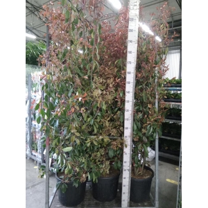 Photinia fraseri