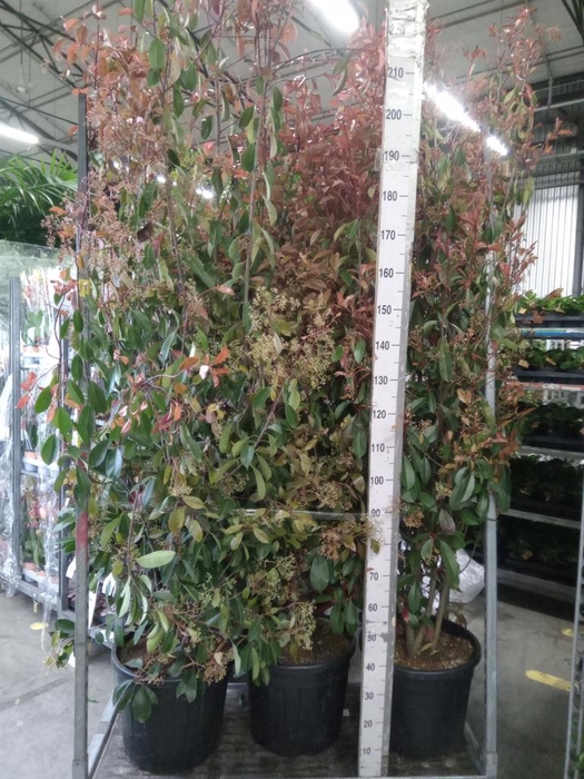 <h4>Photinia fraseri</h4>
