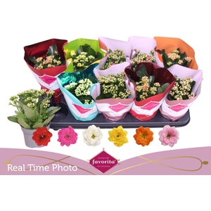 KAL GE PERF GEM 6 KL