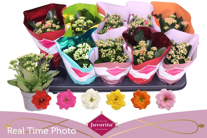 <h4>KAL GE PERF GEM 6 KL</h4>