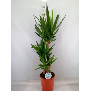 Yucca   ...