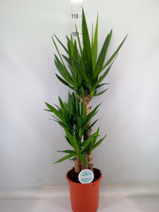<h4>Yucca   ...</h4>