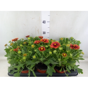 Gaillardia   ...