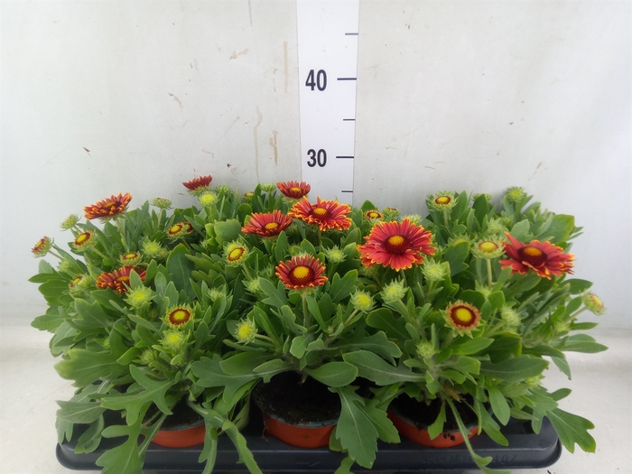 <h4>Gaillardia   ...</h4>