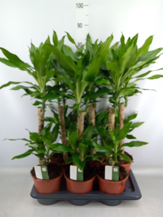 <h4>Dracaena frag. 'Steudneri'</h4>