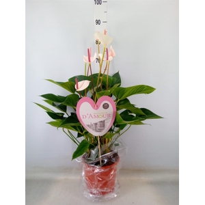 Anthurium  'Fresh Love Imp'