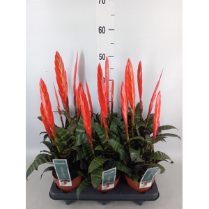 Vriesea  'Era'