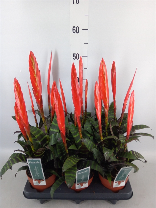 <h4>Vriesea  'Era'</h4>