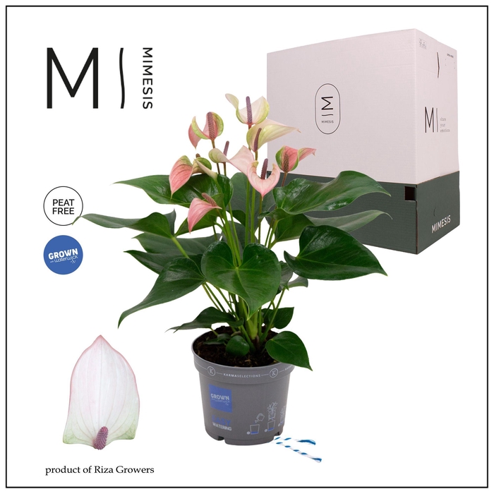 <h4>Mimesis Anthurium KARMA Pulse - 12cm</h4>
