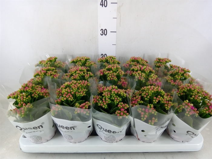 <h4>Kalanchoe  'MoreFlow Augusta'</h4>