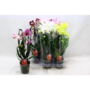 PHAL CASCADE MIX 2 TAK