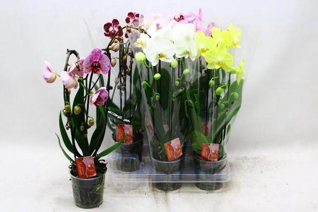 <h4>PHAL CASCADE MIX 2 TAK</h4>