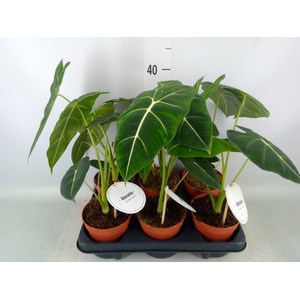 Alocasia   ...