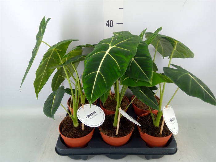 <h4>Alocasia   ...</h4>