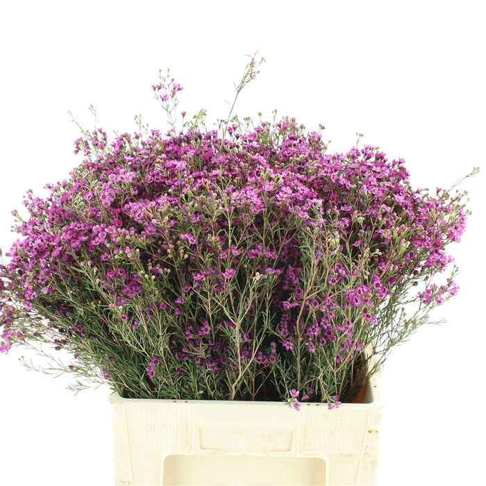 <h4>Chame Early Purple</h4>