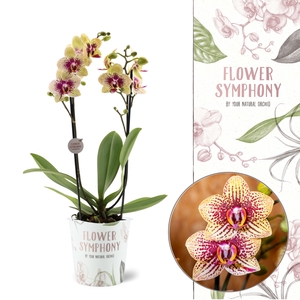 Flower Symphony | 108871 | Phalaenopsis 2 spike