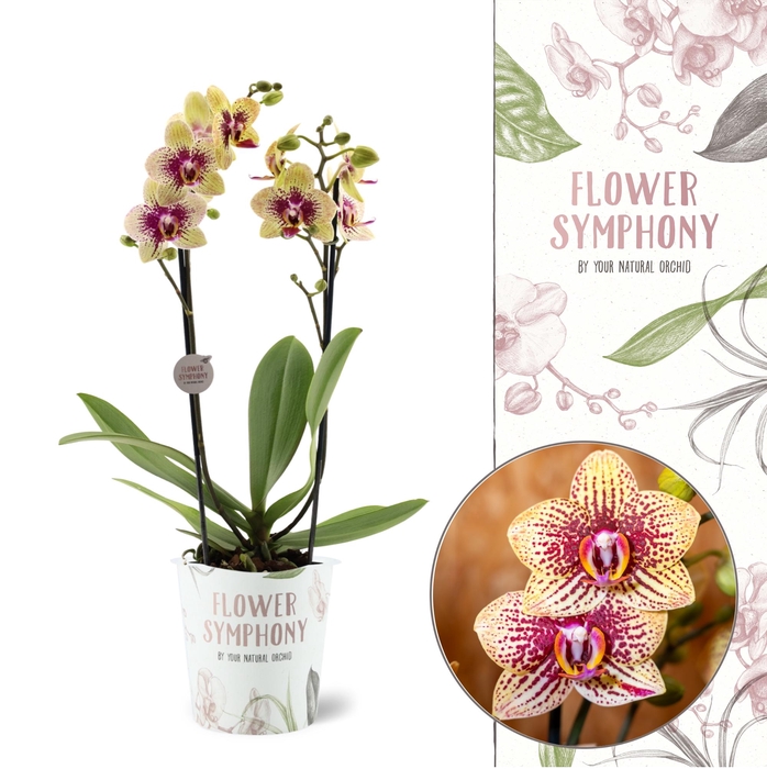 <h4>Flower Symphony | 108871 | Phalaenopsis 2 spike</h4>