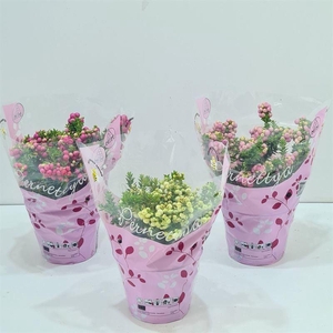 Gaultheria mucronata Gemeng laag in hoes