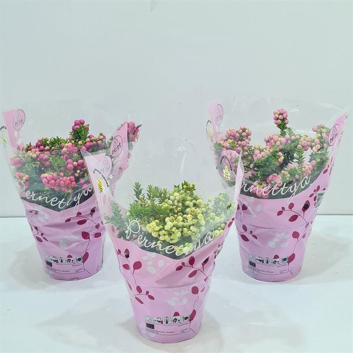 <h4>Gaultheria mucronata Gemeng laag in hoes</h4>