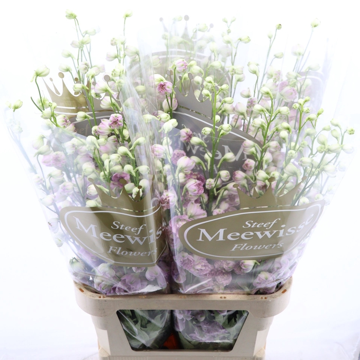 <h4>Delphinium Lady</h4>