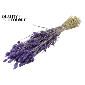Phalaris per bunch Frosted Milka