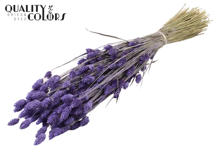 <h4>Phalaris per bunch Frosted Milka</h4>