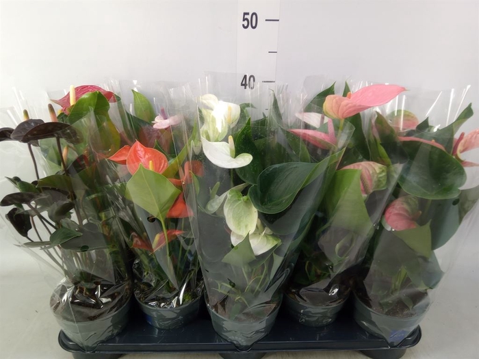 <h4>Anthurium   ...mix</h4>