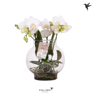 Kolibri Orchids Phalaenopsis Roots white in glas bowl transparan