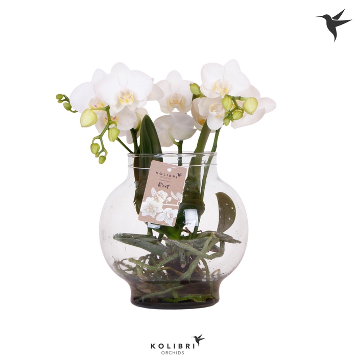 <h4>Kolibri Orchids Phalaenopsis Roots white in glas bowl transparan</h4>