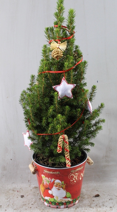 <h4>KERSTBOOM VERSIERD</h4>