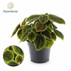 Pilea peperomoides